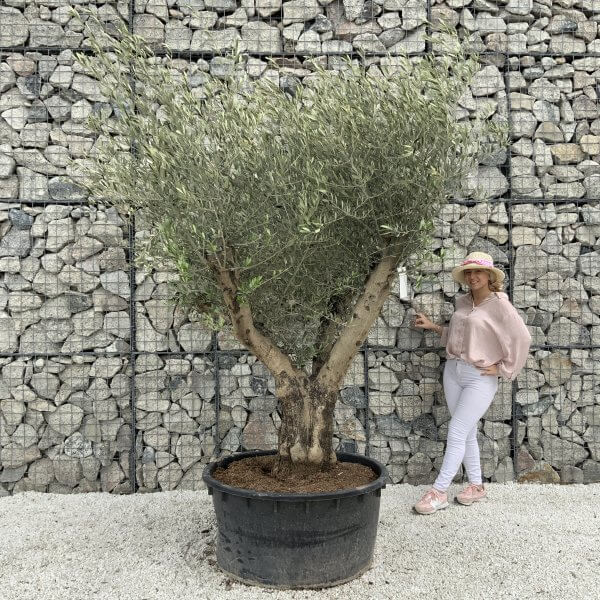 Gnarled Olive Tree XL Multi Stem Low Bowl H568 - 728C7407 E068 4252 B02B 02A1FA4D5BF9 scaled