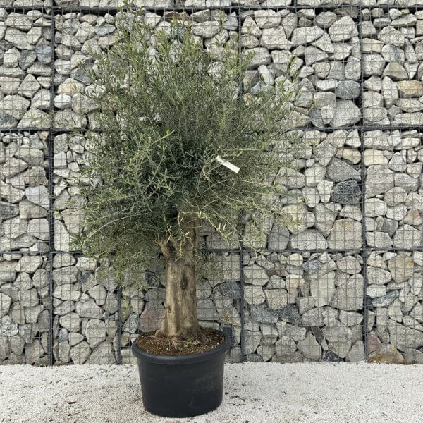 Olive Tree Super Tuscan Chunky Trunk (Individual) H633 - Image 2