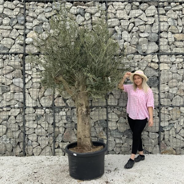 Olive Tree Super Tuscan Chunky Trunk (Individual) H637 - 75BC0FD3 7208 4799 84A9 973DCA383F10 1 105 c