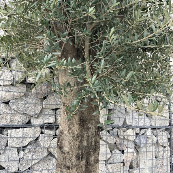 Olive Tree Super Tuscan Chunky Trunk (Individual) H634 - Image 3