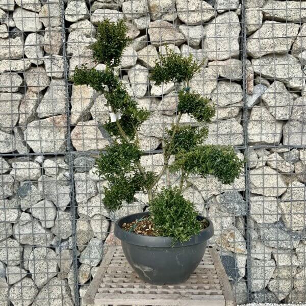 Ilex Crenata Kinme Cloud Tree H291 - 7DE573C3 B9C9 48DE B52B 7D2906A0BD2C 1 105 c