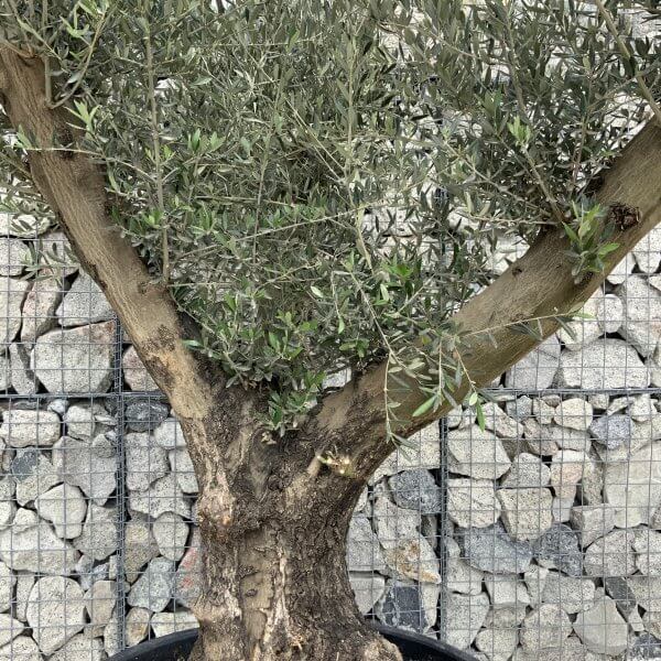 Gnarled Olive Tree XL Multi Stem Low Bowl H550 - 868DA35F FAD1 4564 A745 FF24FBEE50F8 scaled