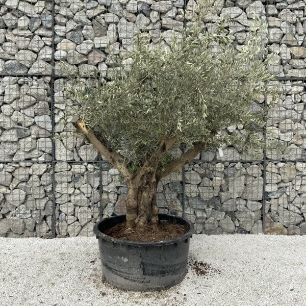 Gnarled Olive Tree XL Multi Stem Low Bowl H572 - 874D0B9B 64F6 420D 9DD2 BBA3FD46EA26 1 105 c