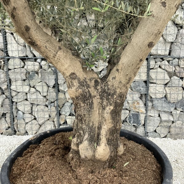 Gnarled Olive Tree XL Multi Stem Low Bowl H568 - 87AB33F2 DB58 4763 B45A C29AF32D4996 scaled