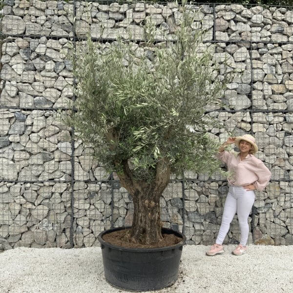 Gnarled Olive Tree XL Multi Stem Low Bowl H560