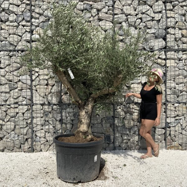 Gnarled Olive Tree Multi Stem H694 - 8D7A57A4 C61F 4632 97DA 91FF35746073 1 105 c