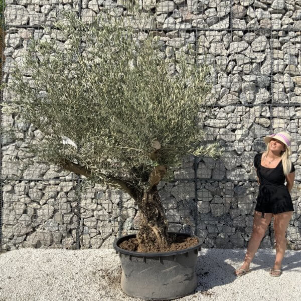 Gnarled Olive Tree XL Multi Stem Low Bowl H733