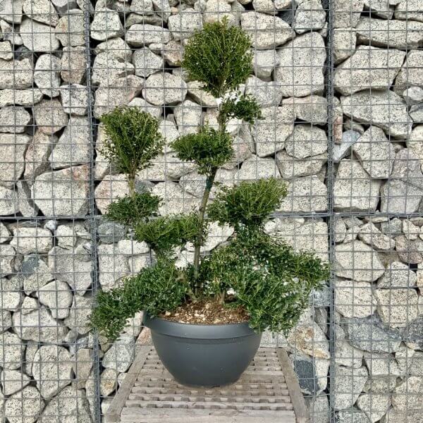 Ilex Crenata Kinme Cloud Tree H282 - 9848D0FC 751A 44CF 90A1 2E585C752B3F 1 105 c