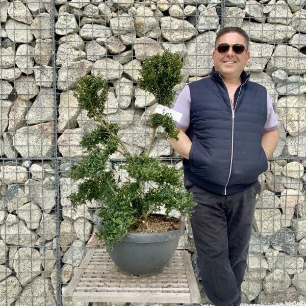 Ilex Crenata Kinme Cloud Tree H276 - 9857B8E0 B3B8 4792 B4E1 D740223367F2 1 105 c