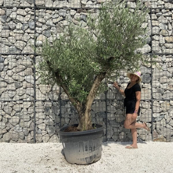 Gnarled Olive Tree Multi Stem H684 - 9AB4AC51 32A3 4E64 9A19 4A8551D0B7C7 1 105 c