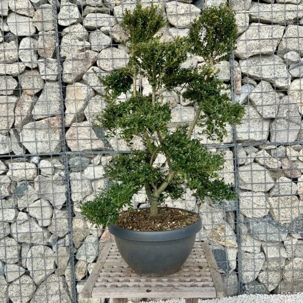 Ilex Crenata Kinme Cloud Tree H285 - Image 2