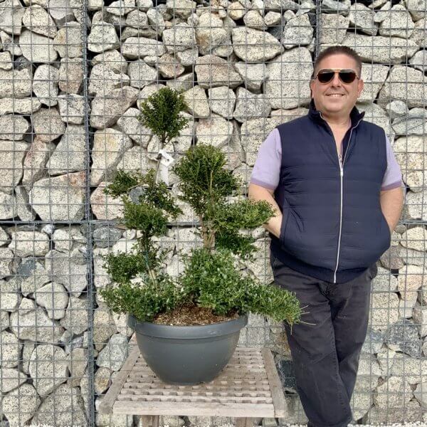 Ilex Crenata Kinme Cloud Tree H281 - 9DF2BD30 10BC 4AD3 8807 676E36146BF9 1 105 c