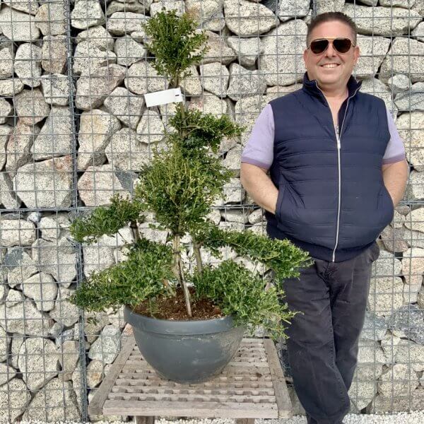 Ilex Crenata Kinme Cloud Tree H284 - 9ECD38A8 5D6A 4A86 9A13 365A068C3E65 1 105 c