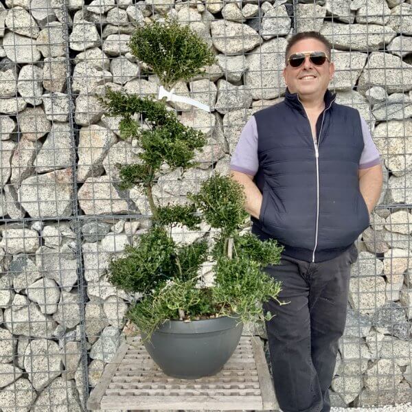 Ilex Crenata Kinme Cloud Tree H283 - 9FB60D3D 1346 46E3 A3CC 897295C4AC73 1 105 c