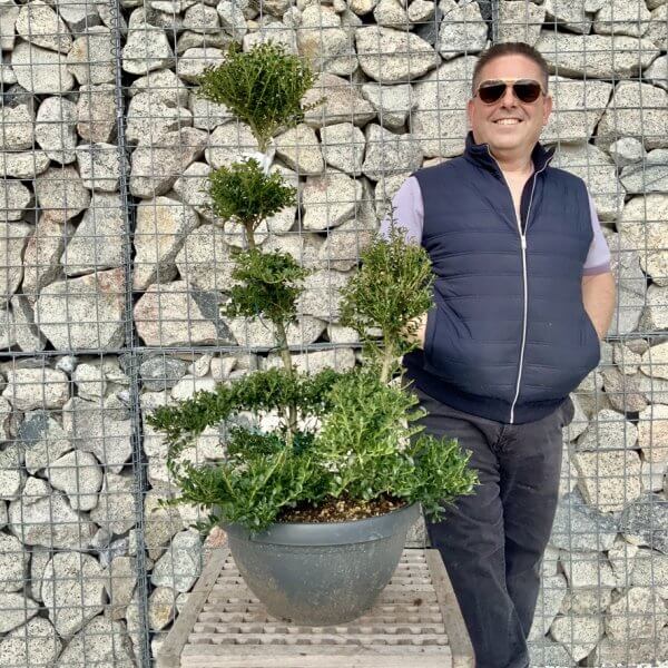 Ilex Crenata Kinme Cloud Tree H288 - A04F2F5D 8166 44F8 B828 3CBDD7CAECC8 1 105 c