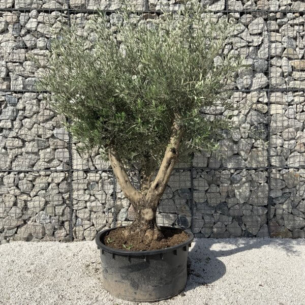 Gnarled Olive Tree XL Multi Stem Low Bowl H718 - A438B6E5 8BF3 4F80 83BB 8F4C38CD0B7E 1 105 c