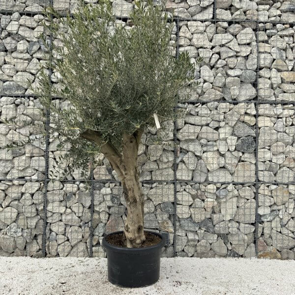 Olive Tree Super Tuscan Chunky Trunk (Individual) H635 - Image 2