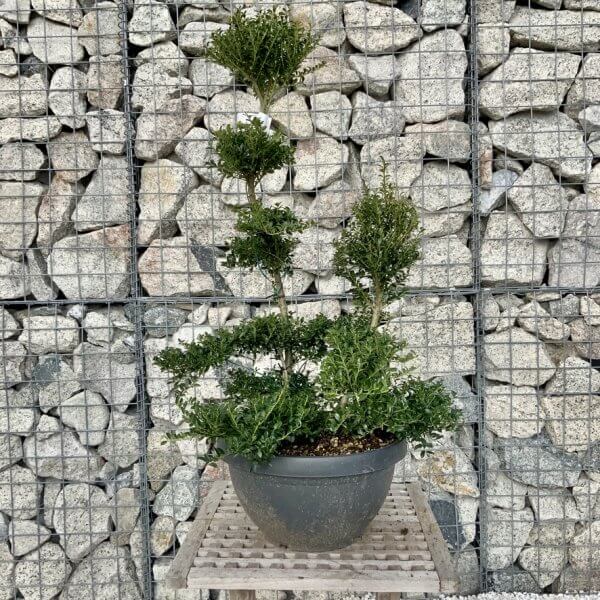 Ilex Crenata Kinme Cloud Tree H288 - AA8CADAE 4F83 4BD5 AD8D 2EF79A0477C2 1 105 c