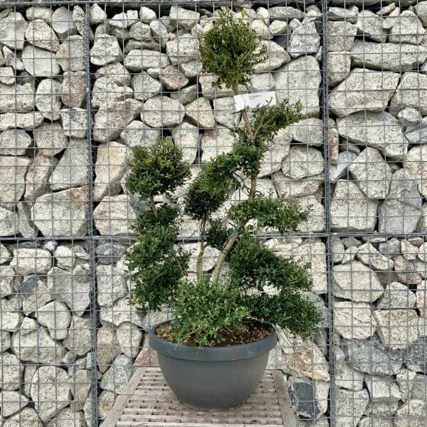 Ilex Crenata Kinme Cloud Tree H275 - B29A0B92 418A 45D1 A937 6E69E135D716 1 105 c