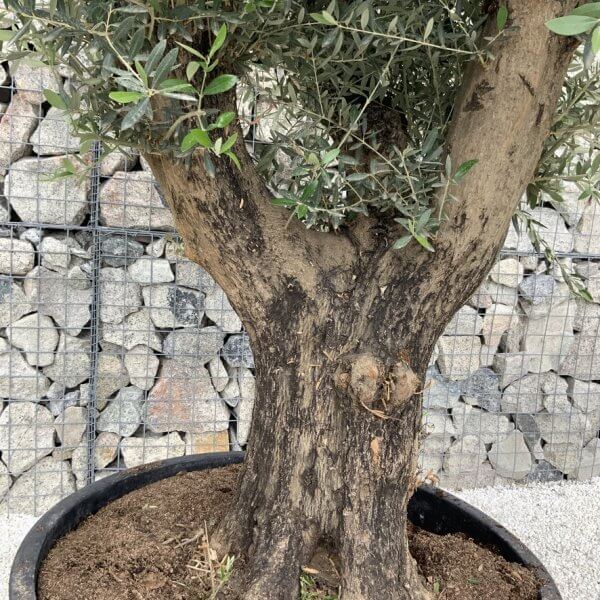 Gnarled Olive Tree XL Multi Stem Low Bowl H560 - Image 3
