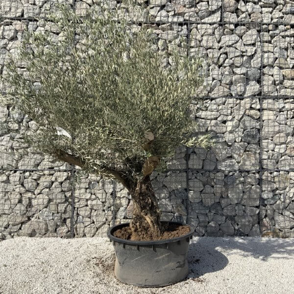 Gnarled Olive Tree XL Multi Stem Low Bowl H733 - Image 2