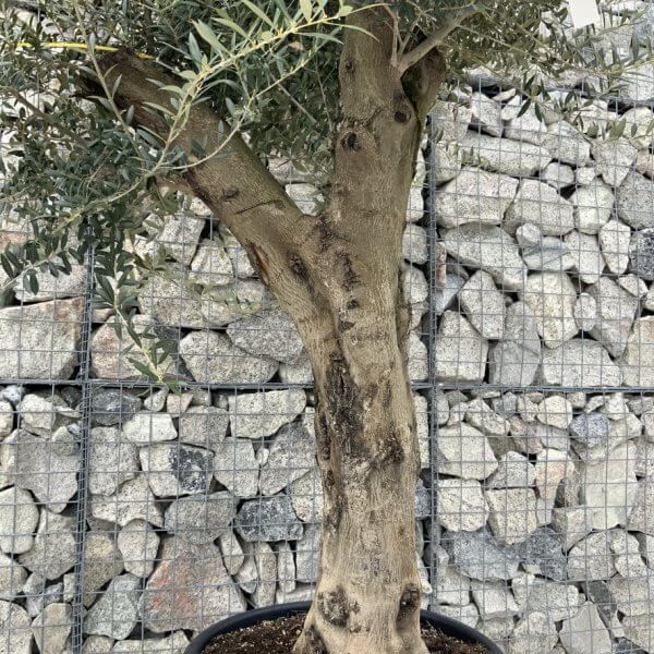 Olive Tree Super Tuscan Chunky Trunk (Individual) H635 - Image 3