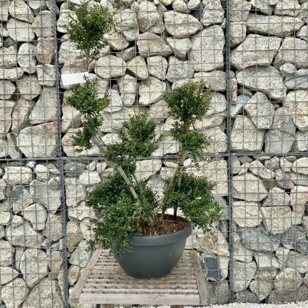 Ilex Crenata Kinme Cloud Tree H274 - B5036753 4BDA 437F A917 EA73F487DEB7 1 105 c