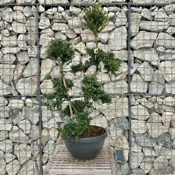 Ilex Crenata Kinme Cloud Tree H279 - B5B7FED2 3F67 4DC7 AA69 FAED8AA8218F 1 105 c