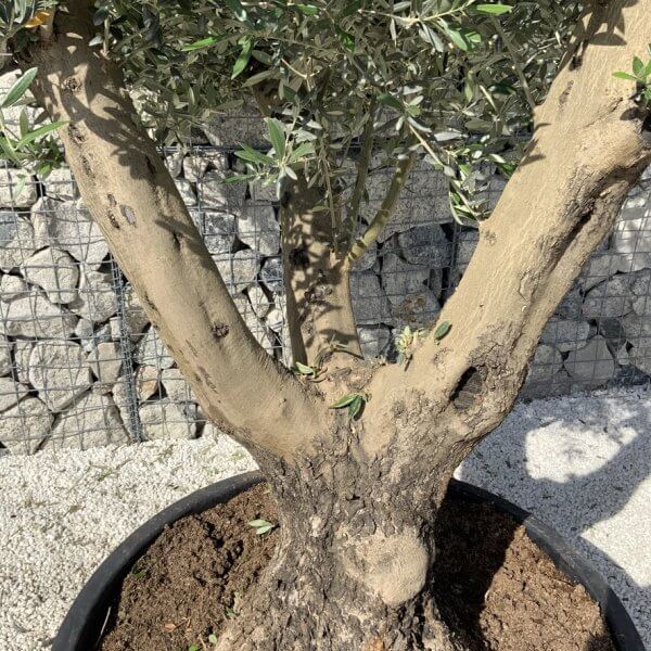 Gnarled Olive Tree XL Multi Stem Low Bowl H718 - B9606255 A0E2 4B3E ABC6 B9AD01F990E8 1 105 c