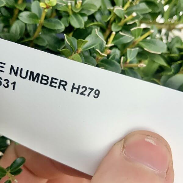 Ilex Crenata Kinme Cloud Tree H279 - B9D687D6 D44C 445A ADF7 FD8D64C81B58 1 105 c