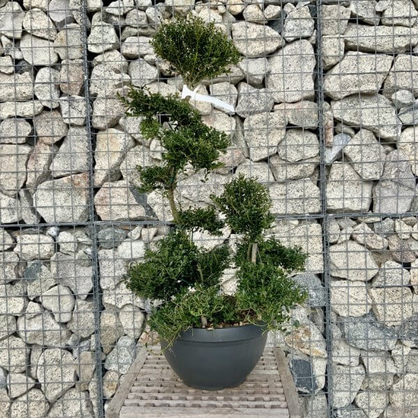 Ilex Crenata Kinme Cloud Tree H283 - BB509D9D 7E6C 4B4B 97AC ED56BADF82BF 1 105 c