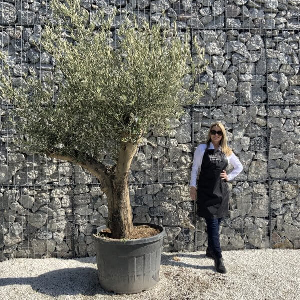 Gnarled Olive Tree Multi Stem H586 - BCEFDBBC C97C 4FE5 A7EB 067F6F11AB68 1 105 c
