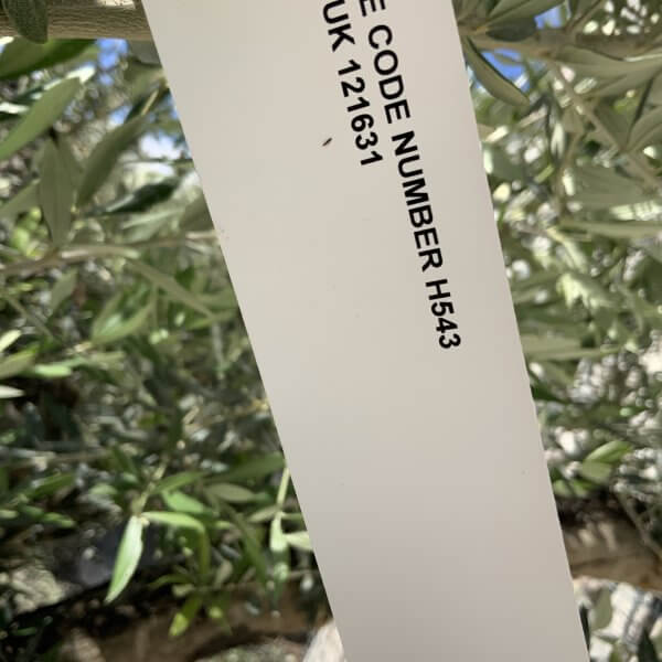 Gnarled Olive Tree Multi Stem H543 - BDC8B1CA 63C3 4D38 8184 FE101E3DFC9E scaled
