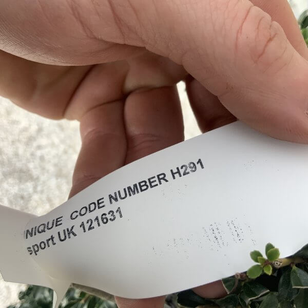 Ilex Crenata Kinme Cloud Tree H291 - BE4635AD 47EF 47DC AD4C C54A5B5BDB16 1 105 c