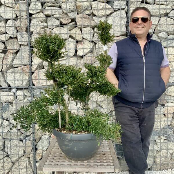 Ilex Crenata Kinme Cloud Tree H290 - C1BFBDC4 7D1E 40AA 85D6 10864AEC72A4 1 105 c