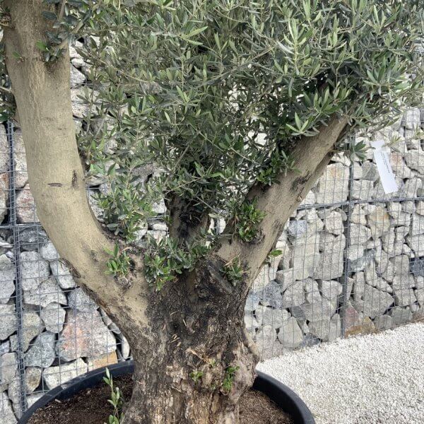 Gnarled Olive Tree XL Multi Stem Low Bowl H628 - Image 3