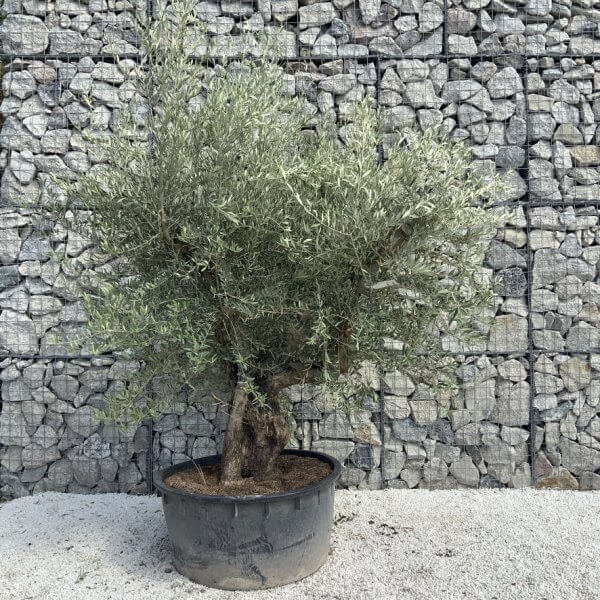 Gnarled Olive Tree XL Multi Stem Low Bowl H623 - D4128A00 83BA 4136 A892 C81F622E5B2E 1 105 c