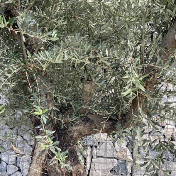Gnarled Olive Tree XL Multi Stem Low Bowl H623 - D594E333 4B58 4745 9A85 D6420BCD6ED3 1 105 c