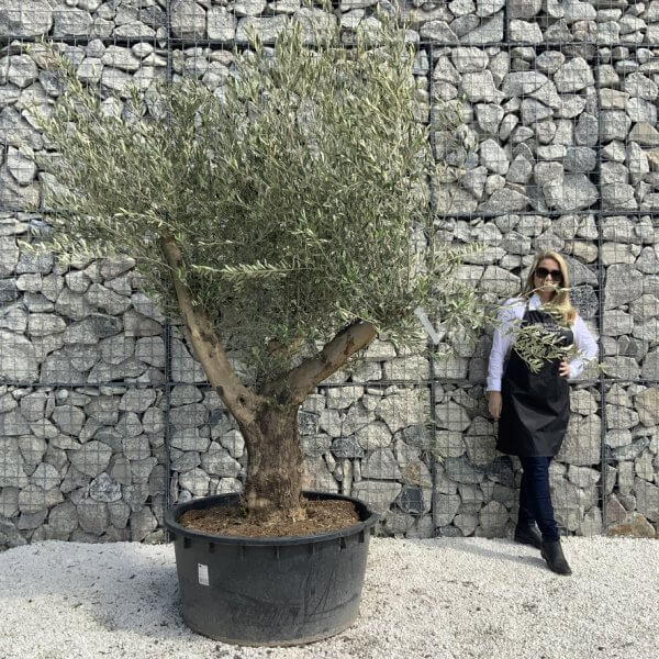 Gnarled Olive Tree XL Multi Stem Low Bowl H615 - D715E4F3 9406 403A A578 EACE9E11EAE9 1 105 c