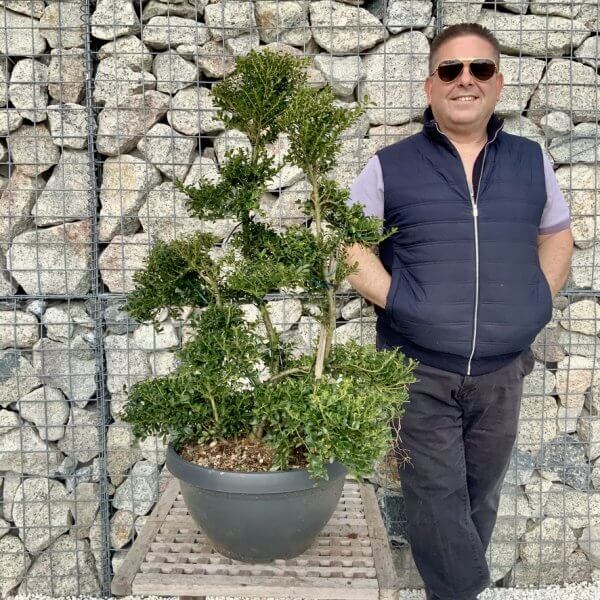 Ilex Crenata Kinme Cloud Tree H287 - D80A618E 8981 4AB9 A3B7 73877DFB691F 1 105 c