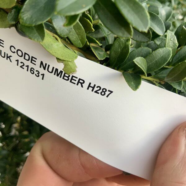 Ilex Crenata Kinme Cloud Tree H287 - D87CC85C 89A4 42E7 A07B A164CE267C9B 1 105 c