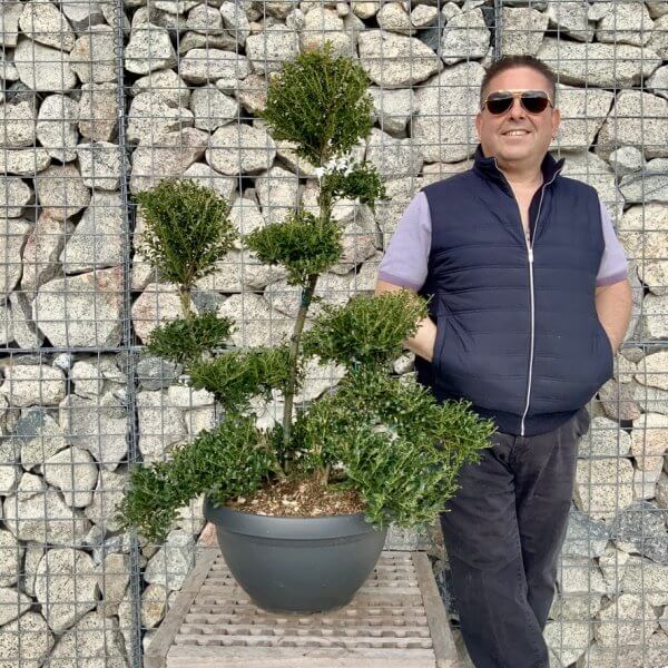 Ilex Crenata Kinme Cloud Tree H282 - D8D7BB9E 5ABD 49CA 97B7 29A73D0E08CD 1 105 c