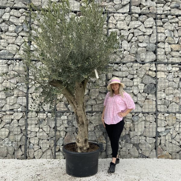Olive Tree Super Tuscan Chunky Trunk (Individual) H635