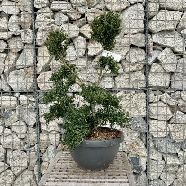 Ilex Crenata Kinme Cloud Tree H276 - E2F812BB 45E9 4C06 B92A B1A0AE97A89E 1 105 c