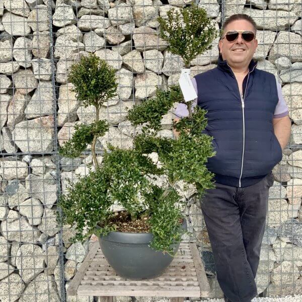 Ilex Crenata Kinme Cloud Tree H289 - E563E598 E6D8 42E1 95BD 8AF5DDC74C57 1 105 c