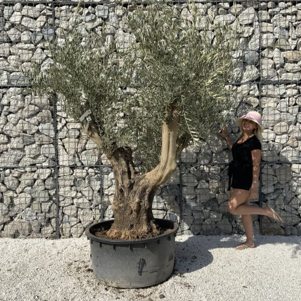 Gnarled Olive Tree XL Multi Stem Low Bowl H719 - E9D78956 F2D1 4EDF A279 6667AB239A28 1 105 c