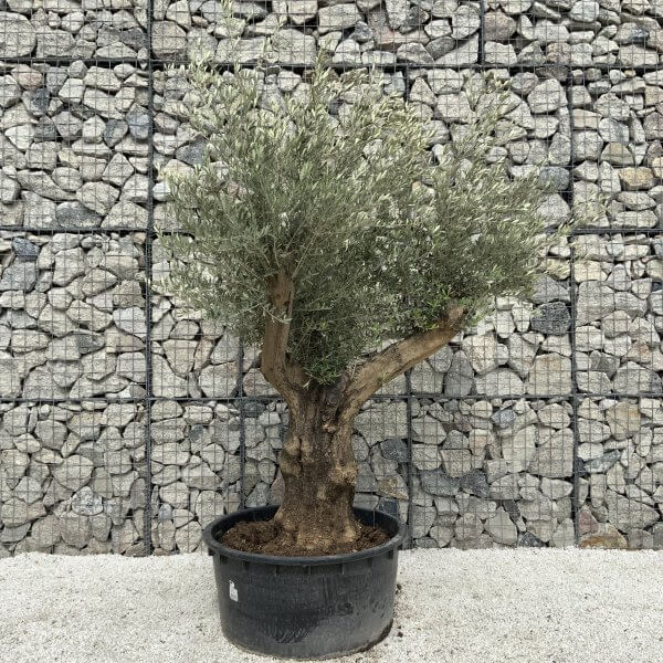 Gnarled Olive Tree XL Multi Stem Low Bowl H553 - EADB7A16 991A 4709 A8F4 27EE6EBD317A scaled