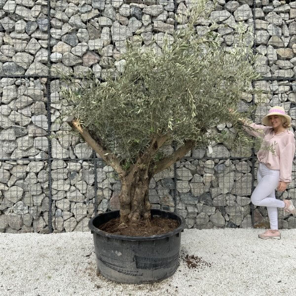 Gnarled Olive Tree XL Multi Stem Low Bowl H572 - ED0ADDF2 473C 4FA7 9F0F 9E347448DF27 1 105 c