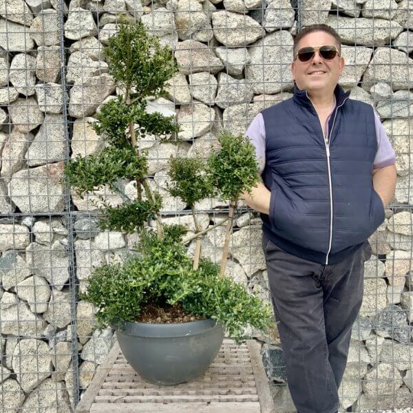 Ilex Crenata Kinme Cloud Tree H277 - EE612DF8 7594 416E AB5F 7539135634A3 1 105 c