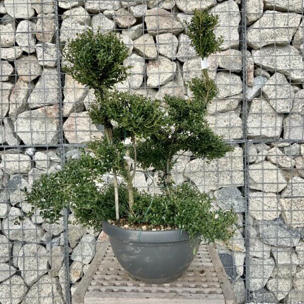 Ilex Crenata Kinme Cloud Tree H290 - EEB6C100 2E8D 4619 90EC 79065EA56667 1 105 c